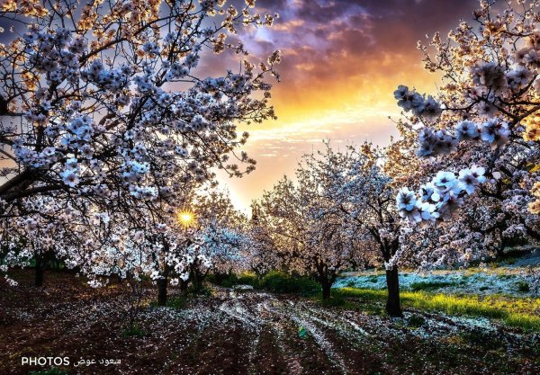 صور تفتح زهور اللوز  في قرية إذنا / الخليل . تصوير:  الأستاذ سعود عوض