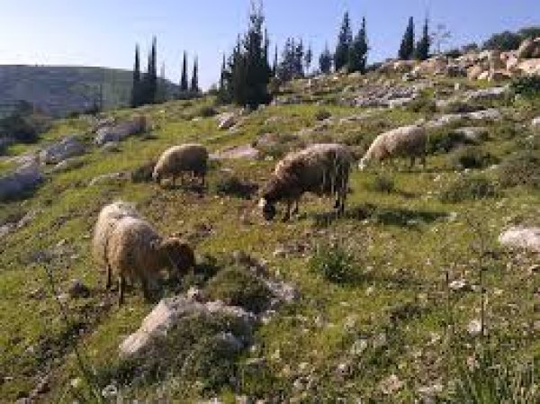 قرية إذنا /  الخليل