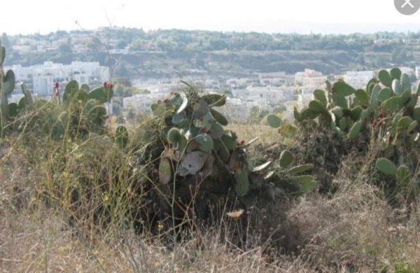 قرية البرج / الرملة