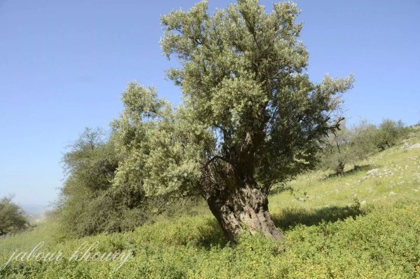  | موسوعة القرى الفلسطينية