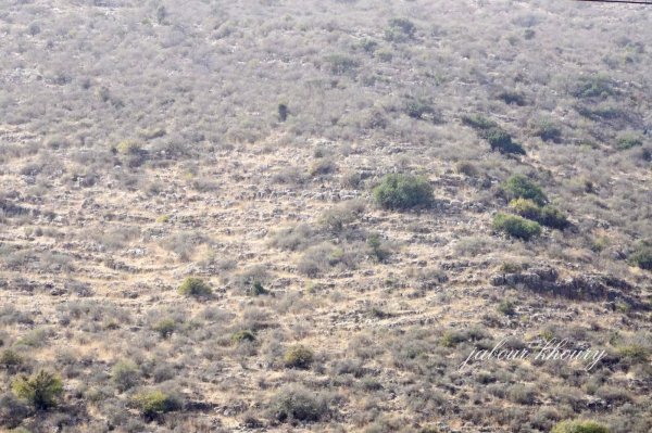 الجهة الجنوبية من موقع قرية عرب الزبيد وتظهر بالصورة أساسات بعض المنازل، نقلاً عن موقع فلسطين في الذاكرة