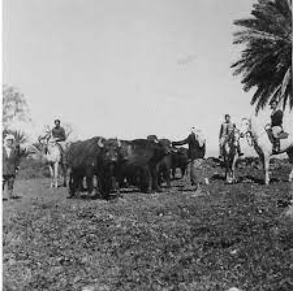 قرية الدوارة