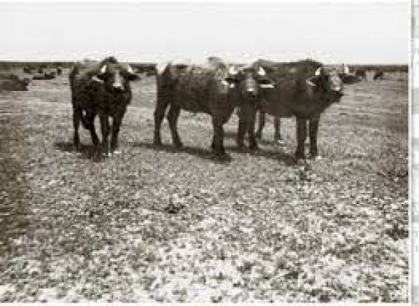 قرية الدوارة