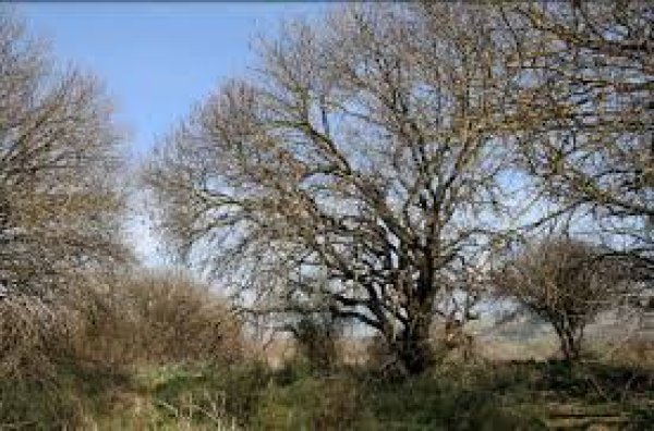 قرية الدوارة