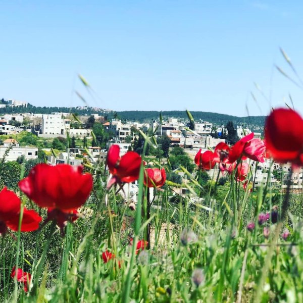 قرية أبو غوش / القدس