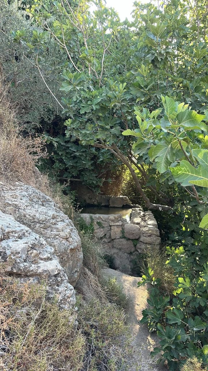 صور من منطقة عين ناموس المحاذية لبلدة قطنة شمال غرب القدس وقد تم منع الأهالي من الدخول اليها عندما تم وضع جدار الفصل العنصري ومصادرتها .