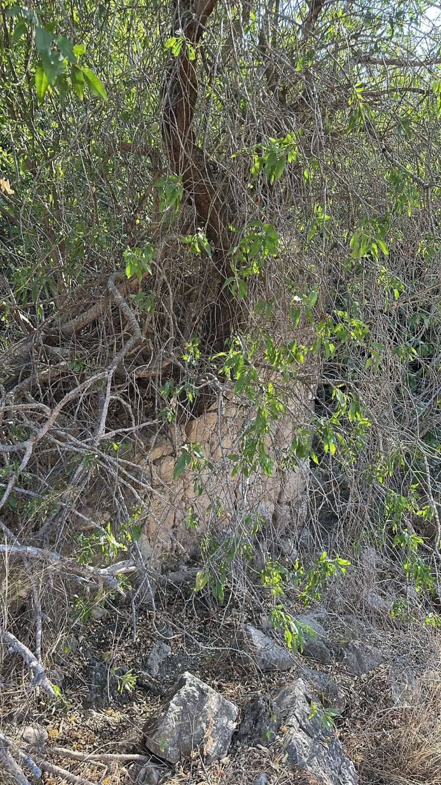 صور من منطقة عين ناموس المحاذية لبلدة قطنة شمال غرب القدس وقد تم منع الأهالي من الدخول اليها عندما تم وضع جدار الفصل العنصري ومصادرتها .
