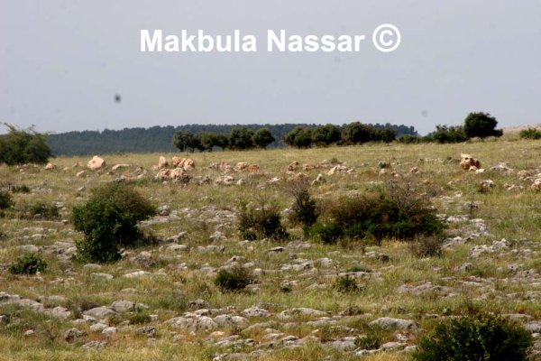  | موسوعة القرى الفلسطينية