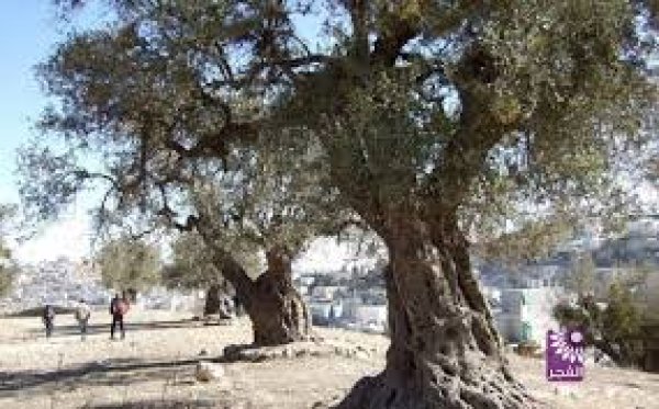  | موسوعة القرى الفلسطينية