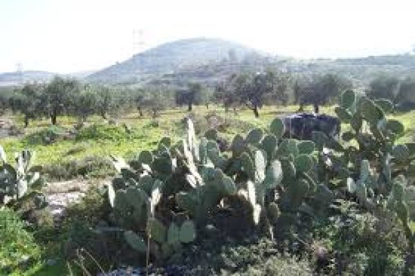  | موسوعة القرى الفلسطينية