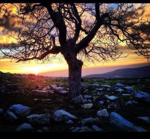  | موسوعة القرى الفلسطينية