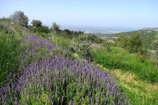  | موسوعة القرى الفلسطينية