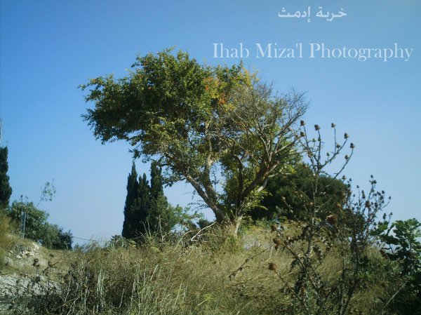  | موسوعة القرى الفلسطينية