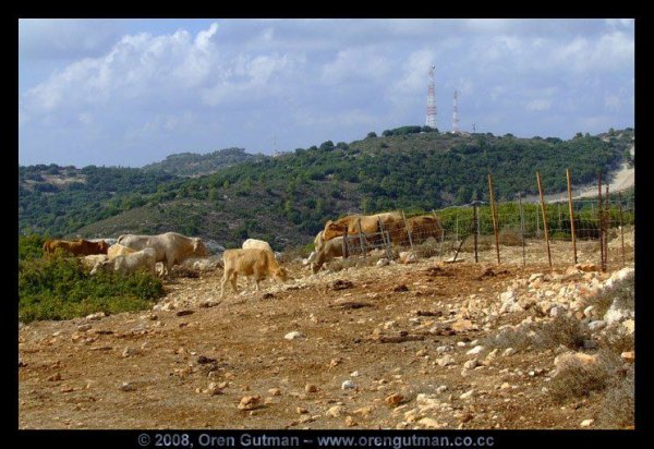  | موسوعة القرى الفلسطينية