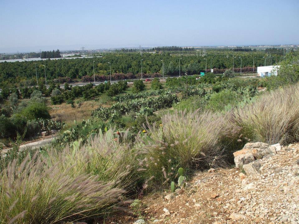 قرية شعب المهجرة  / عكا