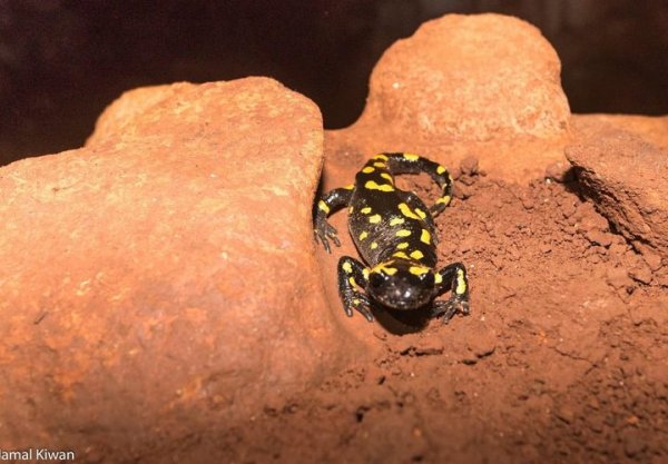  | موسوعة القرى الفلسطينية