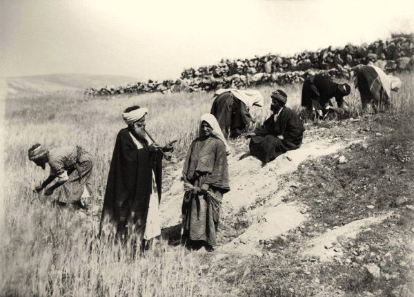 حقول القرية