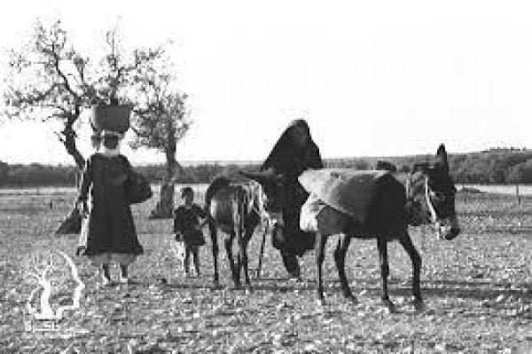 كفر ياسيف/ عكا