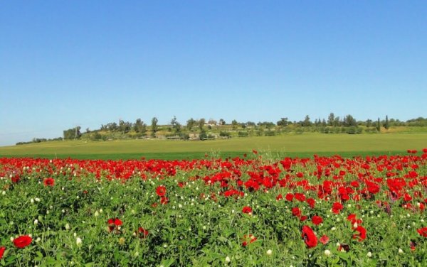  | موسوعة القرى الفلسطينية