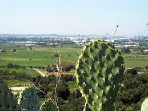  | موسوعة القرى الفلسطينية