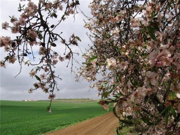 قرية القباب