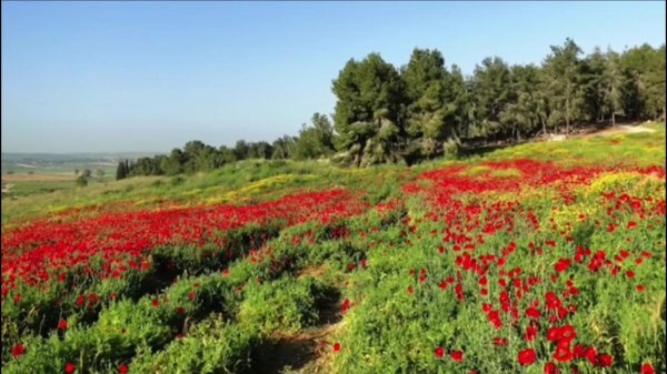 قرية القباب