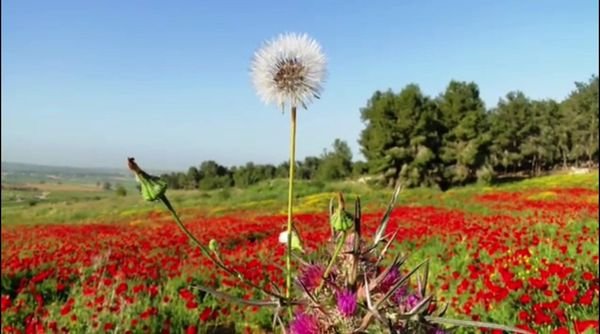 قرية القباب