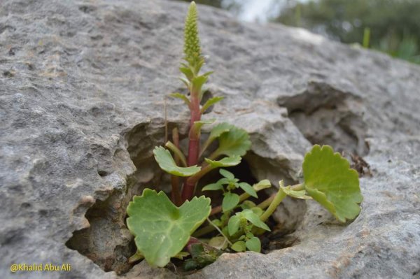  | موسوعة القرى الفلسطينية