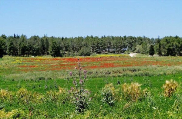  | موسوعة القرى الفلسطينية