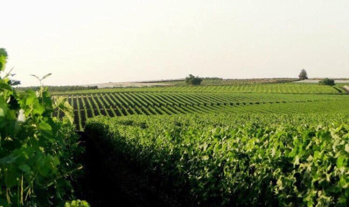 صَيْدُون  | موسوعة القرى الفلسطينية