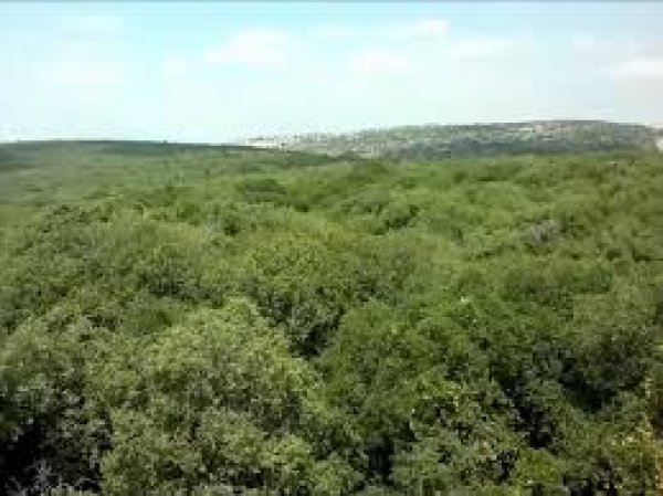  | موسوعة القرى الفلسطينية