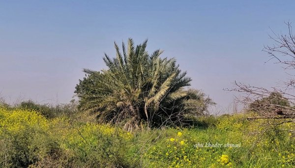  | موسوعة القرى الفلسطينية