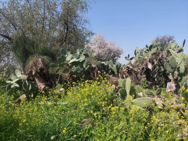  | موسوعة القرى الفلسطينية