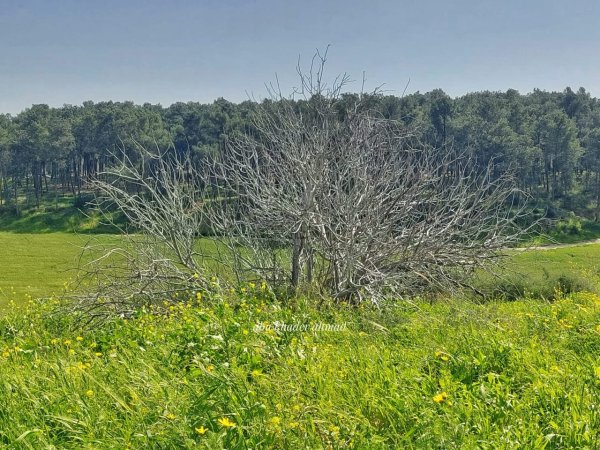  | موسوعة القرى الفلسطينية