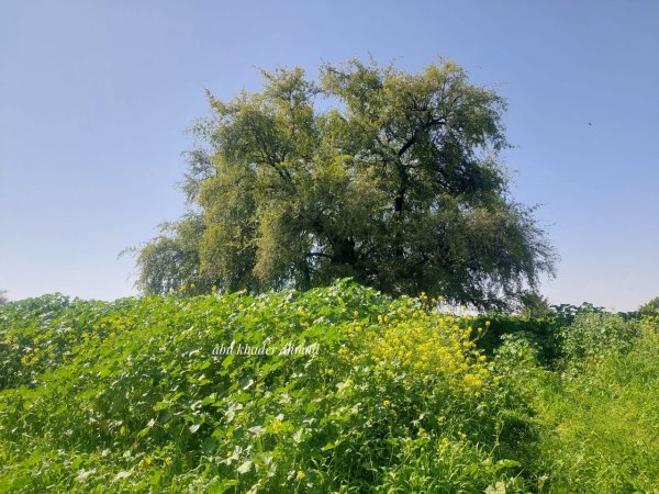  | موسوعة القرى الفلسطينية