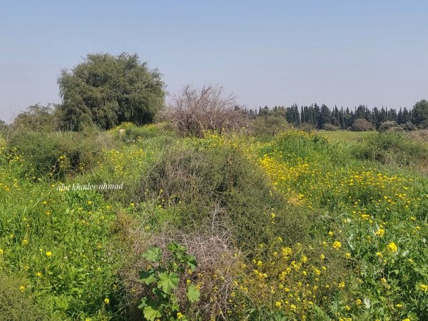  | موسوعة القرى الفلسطينية