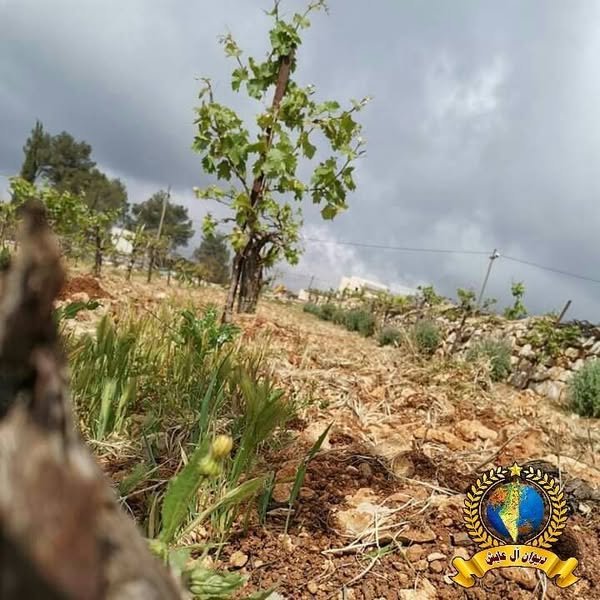  | موسوعة القرى الفلسطينية