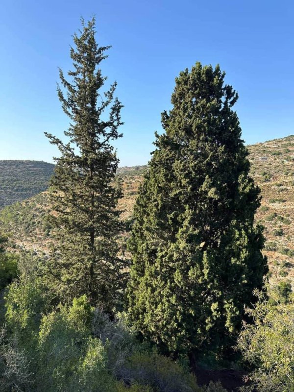 | موسوعة القرى الفلسطينية  | موسوعة القرى الفلسطينية