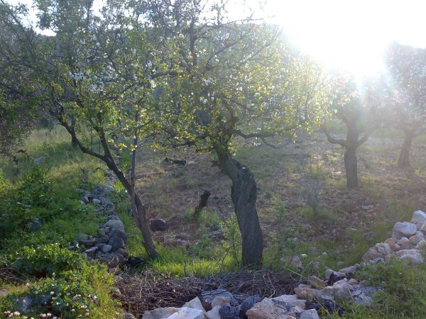  | موسوعة القرى الفلسطينية