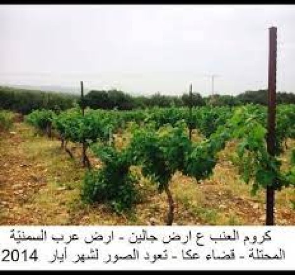 قرية  عرب السمنية قرية  عرب السمنية