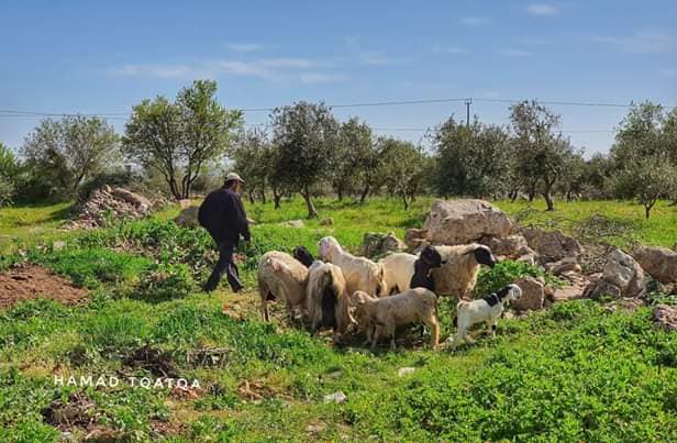 قرية مراح المعلا، بيت لحم، بعدسة حمد علي طقاطقة، موسوعة القرى الفلسطينية