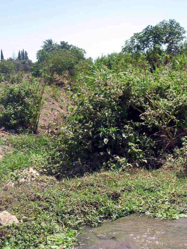 صور من موقع قرية عين المنسي المهجرة، نقلاً عن موقع فلسطين في الذاكرة