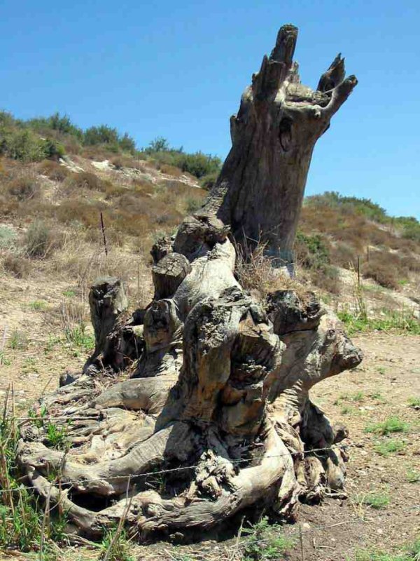 صور من موقع قرية عين المنسي المهجرة، نقلاً عن موقع فلسطين في الذاكرة