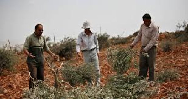 اقتلاع الزيتون من قبل الاحتلال