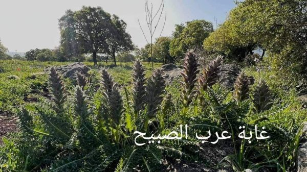  | موسوعة القرى الفلسطينية