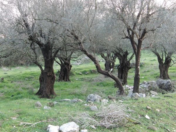  | موسوعة القرى الفلسطينية