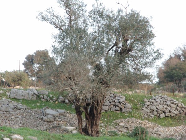  | موسوعة القرى الفلسطينية