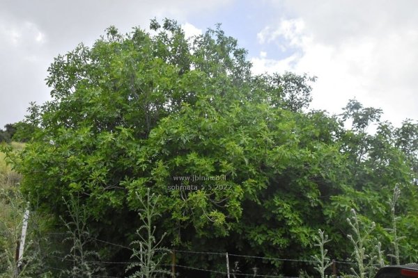  | موسوعة القرى الفلسطينية