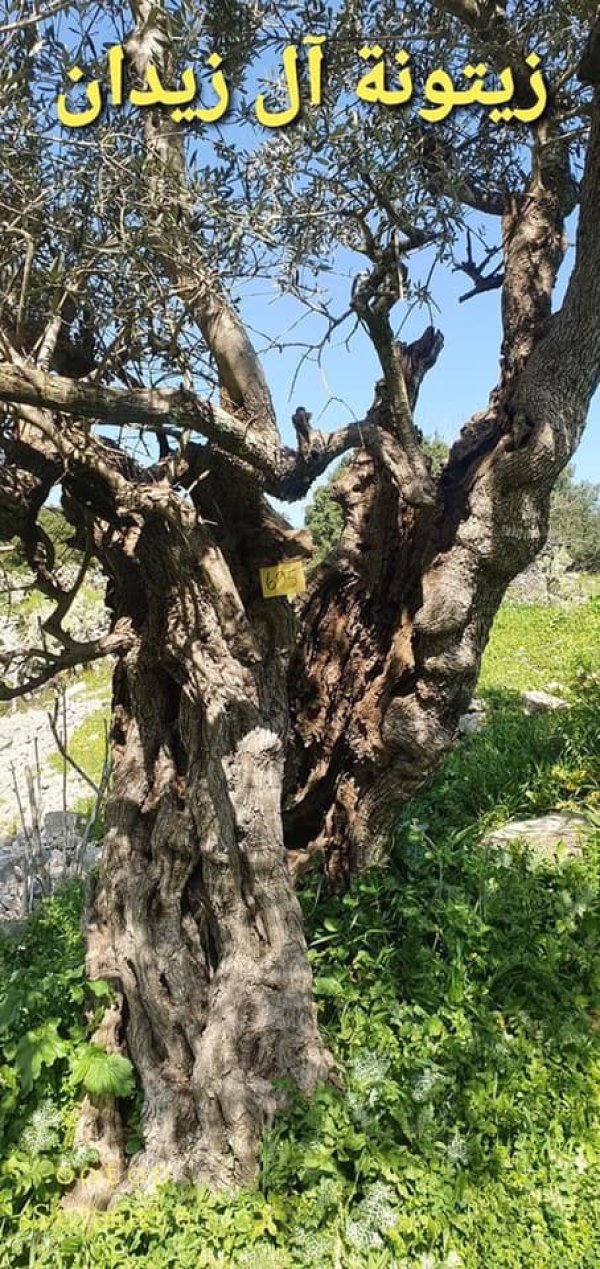  | موسوعة القرى الفلسطينية