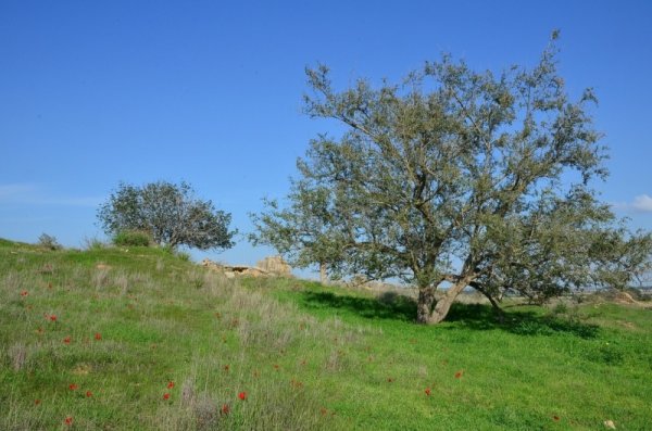 قرية المنصورة / غزة